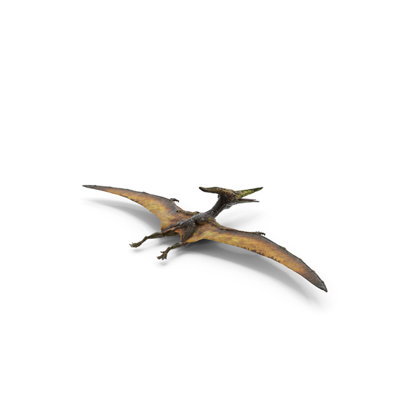 Pteranodon Flying Carnivorous Reptile PNG & PSD Images