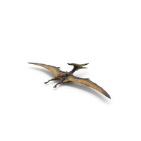 Pteranodon Standing Pose PNG Images & PSDs for Download