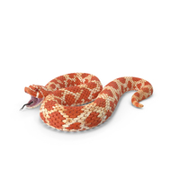Red Hognose Snake Attack Pose PNG & PSD Images