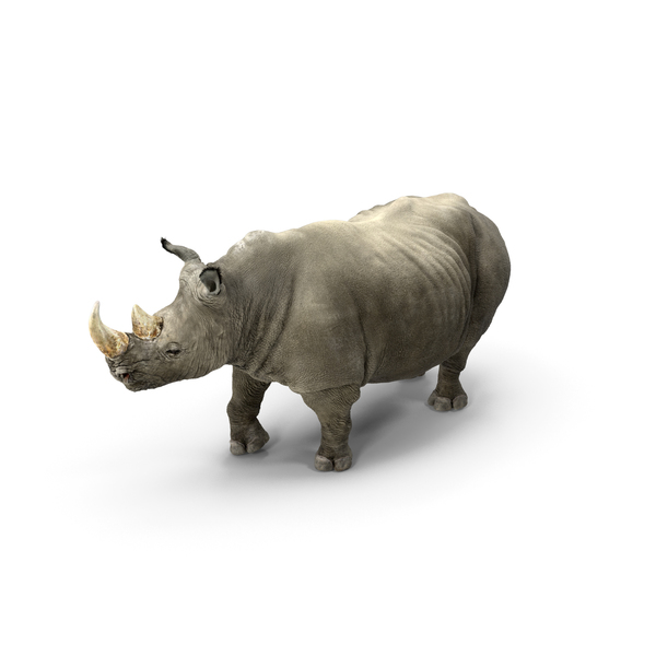 Rhino Adult Standing Pose PNG & PSD Images