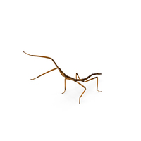 Stick Insect Brown Attack Pose PNG & PSD Images