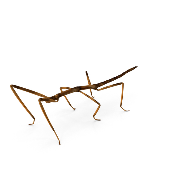 Stick Insect Brown PNG & PSD Images