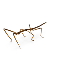 Stick Insect Brown PNG & PSD Images