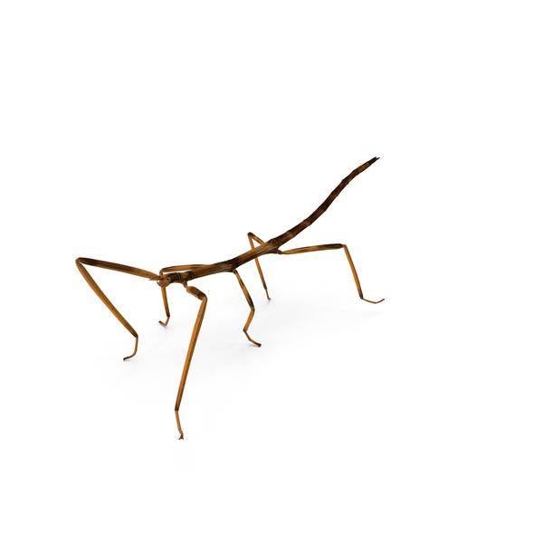 Stick Insect Brown Walking Pose PNG & PSD Images