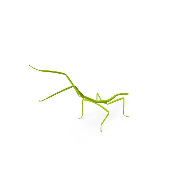 Stick Insect Green Attack Pose PNG & PSD Images