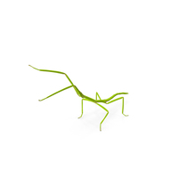 Stick Insect Green Attack Pose PNG & PSD Images