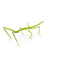Stick Insect Green PNG & PSD Images