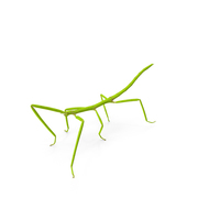 Stick Insect Green Walking Pose PNG & PSD Images