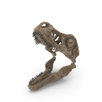T Rex Skull Fossil PNG & PSD Images