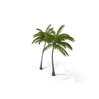 Tall Coconut Palm Trees PNG & PSD Images
