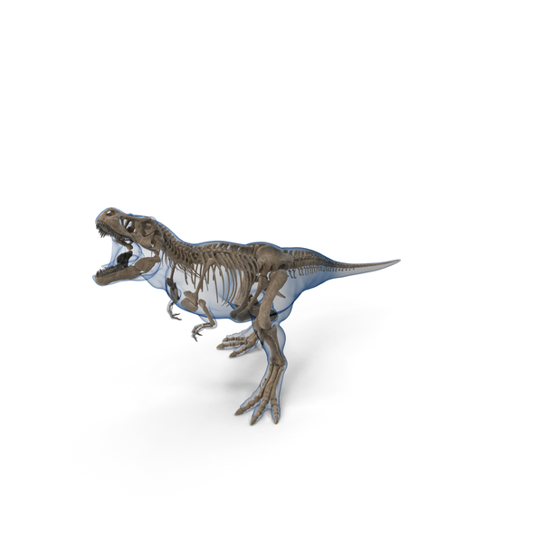 Tyrannosaurus Rex Skeleton Fossil with Skin Standing Pose PNG & PSD Images