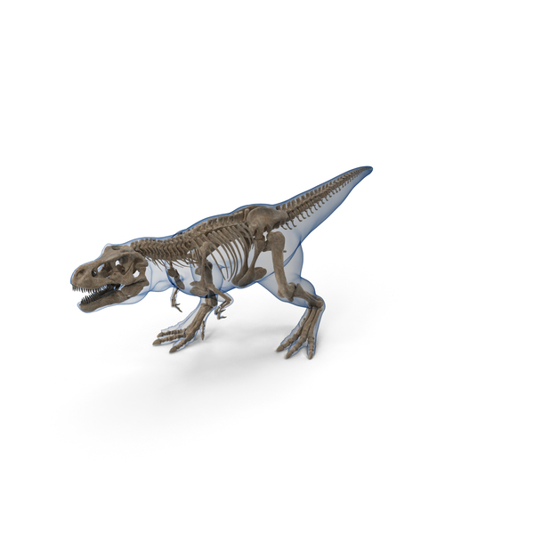 Tyrannosaurus Rex Skeleton Fossil with Skin Walking Pose PNG & PSD Images