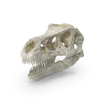 Tyrannosaurus Rex Skull PNG & PSD Images