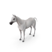 White Horse PNG & PSD Images