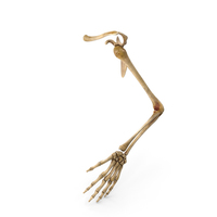 Hand skeleton PNG & PSD Images