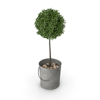 Boxwood Plant in a Bucket PNG & PSD Images