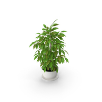 Ficus Plant PNG & PSD Images