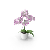 Orchid Flower PNG & PSD Images