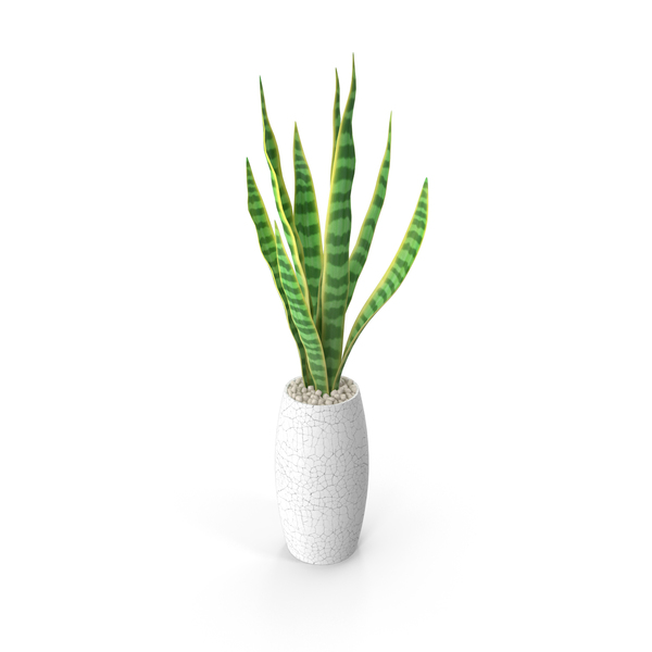 Snake Plant PNG & PSD Images