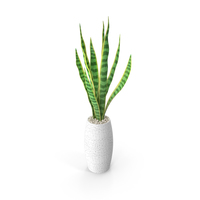 Snake Plant PNG & PSD Images
