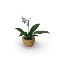 Amazon Lily PNG & PSD Images