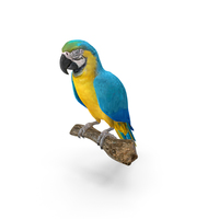 Blue Gold Macaw PNG & PSD Images