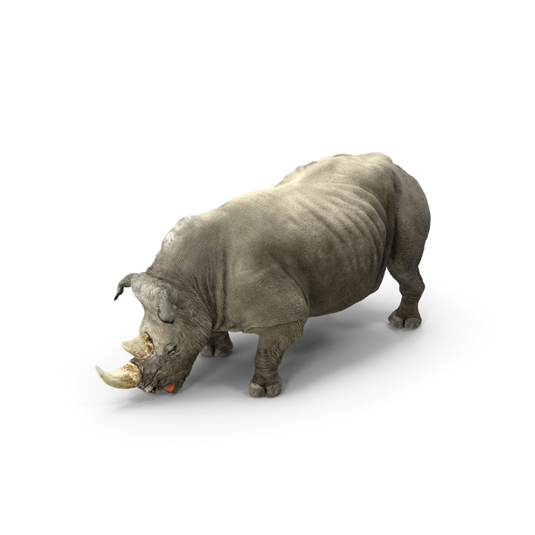 Adult Rhino Drinking Pose PNG & PSD Images