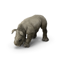 婴儿犀牛喝姿势PNG和PSD图像