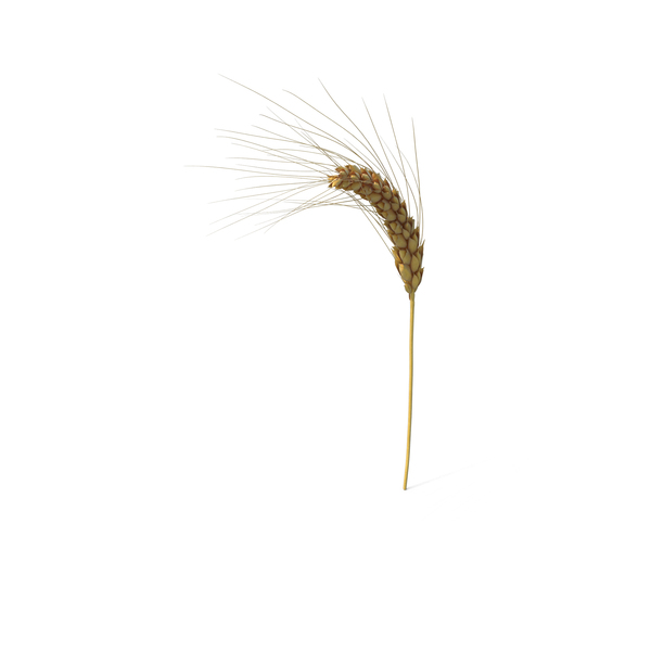 Wheat Branch PNG & PSD Images