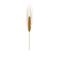 Wheat Branch PNG & PSD Images