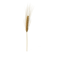 Wheat Branch PNG & PSD Images