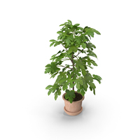 Potted Small Fig Tree PNG & PSD Images