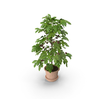 Potted Small Fig Tree with Fruits PNG & PSD Images
