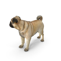 Pug Dog Fur PNG & PSD Images