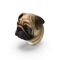Pug Dog Head PNG & PSD Images