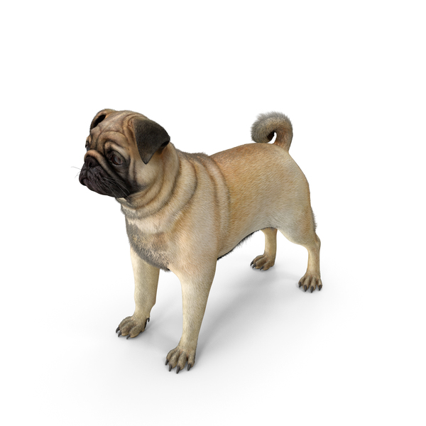 Pug Dog Neutral Pose Fur PNG & PSD Images
