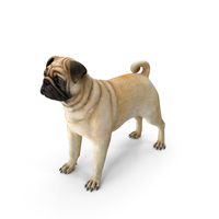 Pug Dog Neutral Pose PNG & PSD Images