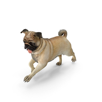 Pug Dog Run Pose Fur PNG & PSD Images