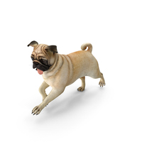 Pug Dog Running Pose PNG & PSD Images