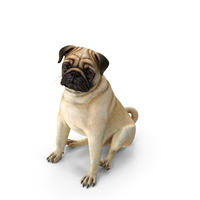 Pug Dog Sitting Pose PNG & PSD Images