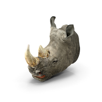 Rhino Head PNG & PSD Images