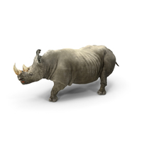Rhino Walking Pose PNG & PSD Images