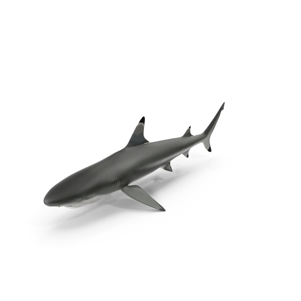 Blacktip Shark PNG & PSD Images