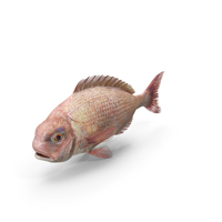 Bream Fish PNG & PSD Images