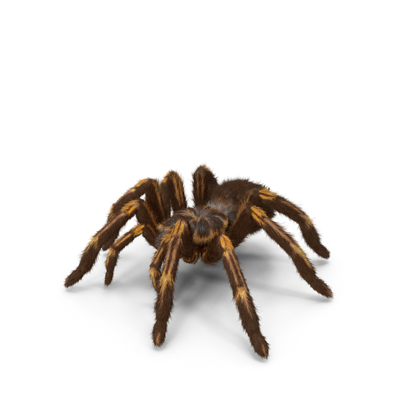 Tarantula Yellow PNG & PSD Images