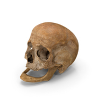 Real Human Skull PNG & PSD Images