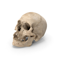 真正的人类头骨PNG和PSD图像