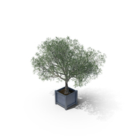 Olive Tree PNG & PSD Images