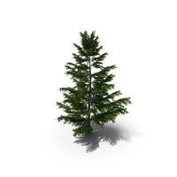 Pine Tree Low Polygon Set PNG & PSD Images