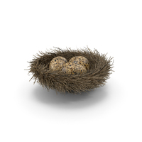 Nest with 3 Quail Eggs PNG & PSD Images